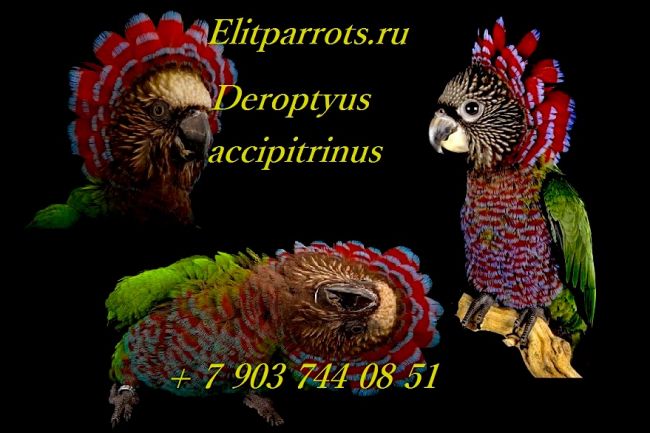 Веерный попугай - ручные птенцы из питомника