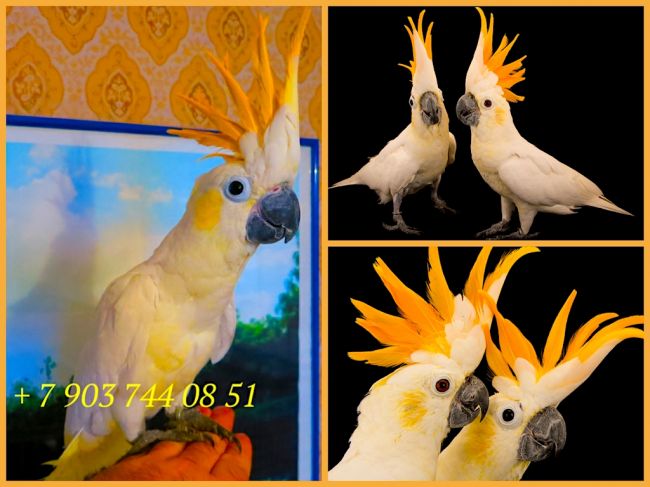 Какаду оранжевохохлый - ручные птенцы