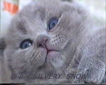 Британские котята из питомника Silvery Snow