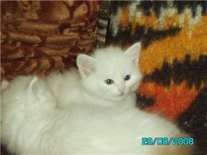 Турецкий ван котята