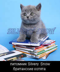 Британские котята, кошки и коты в Москве