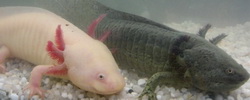 Аксолотль Амбистома Ambystoma axolotl купить